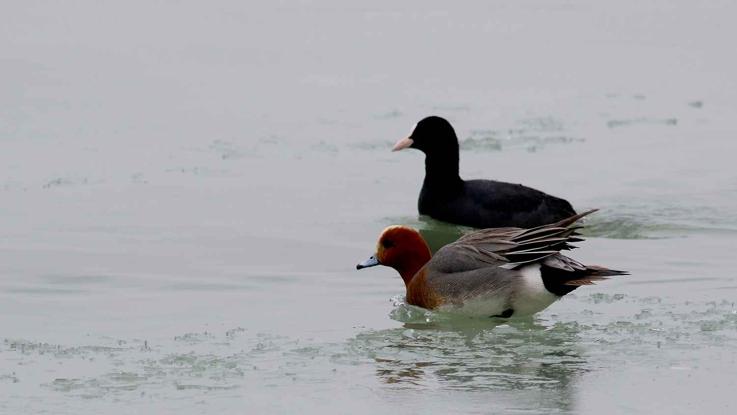Eurasian Wigeon